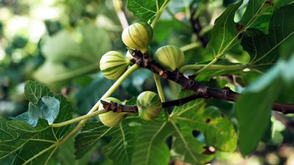 Heirloom Fig Project