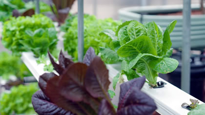 Neville’s Grow Your Own 