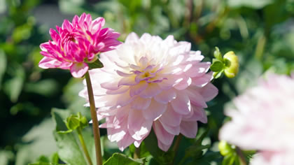 Dahlia Sincerity Rose Bicolour